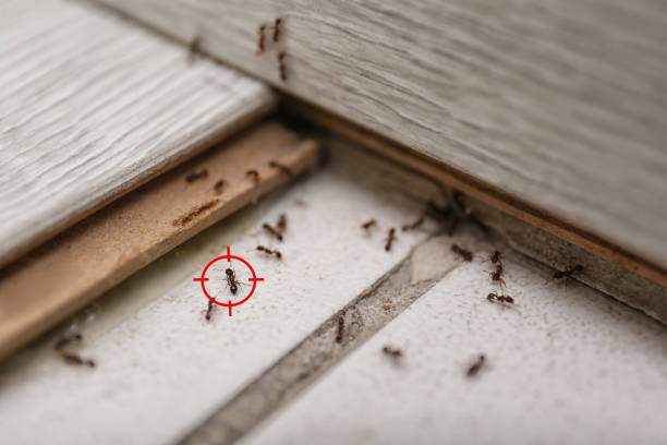Best Wasp Removal Services  in Cornelia, GA
