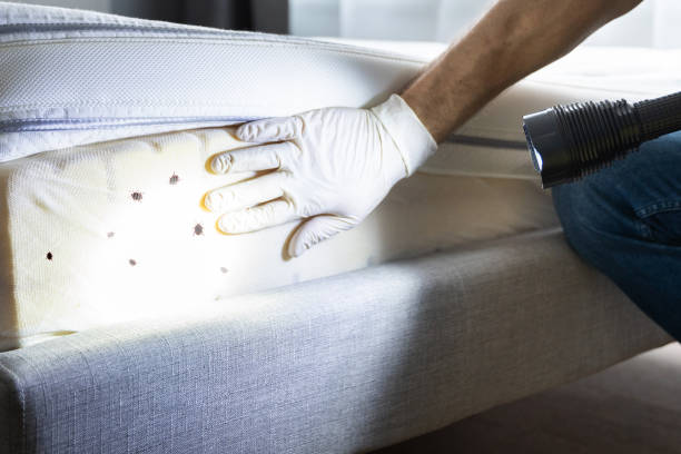 Best Emergency Pest Control  in Cornelia, GA